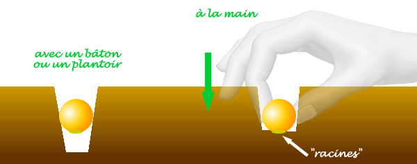 Schéma explicatif du plantage d'oignon à la main ou via un baton